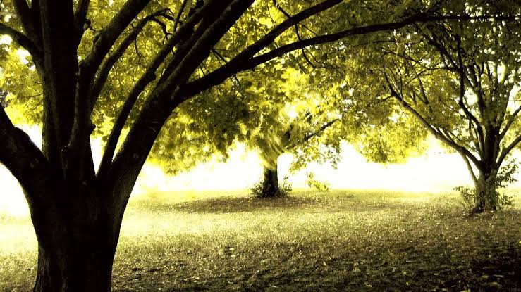 Tree Investment Tool – True cost of Urban Forests